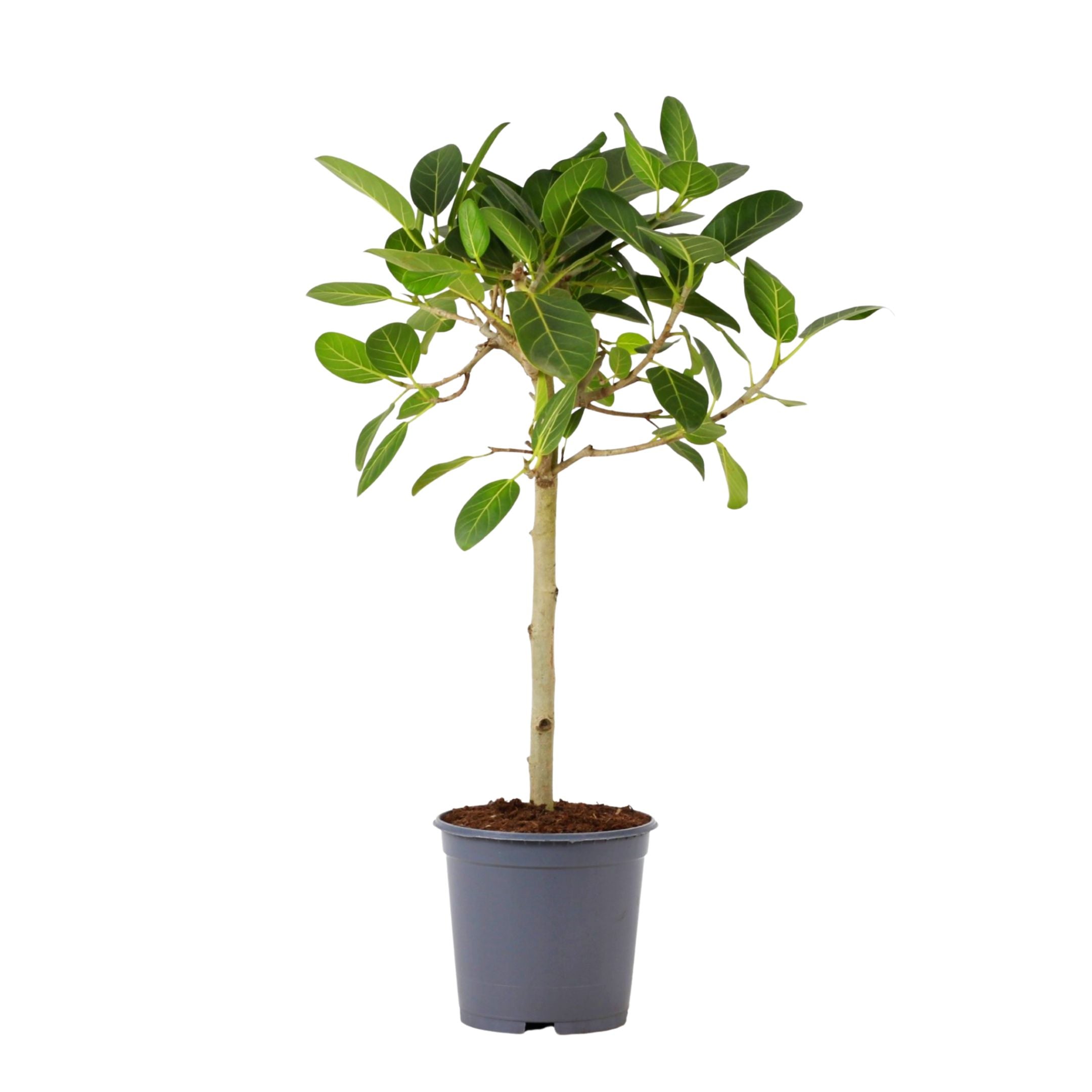 planta de interior exclusiva ficus audrey de folhas verdes aveludadas em vaso de plástico